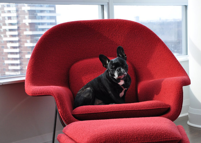 宠物爱躺椅